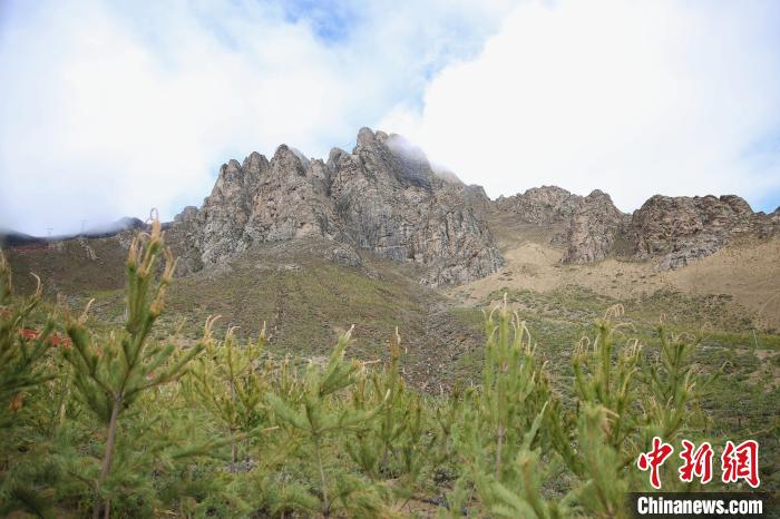 圖為拉薩南北山綠化工程拉薩曲水縣才納村5號片區(qū)。　貢確 攝