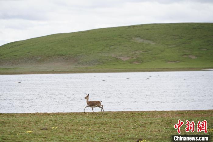 圖為藏原羚在扎陵湖岸畔悠閑漫步?！●R銘言 攝