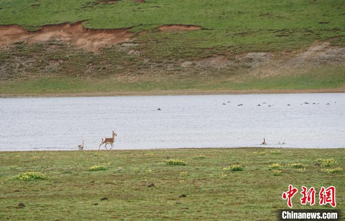 圖為藏原羚在扎陵湖岸畔悠閑漫步?！●R銘言 攝