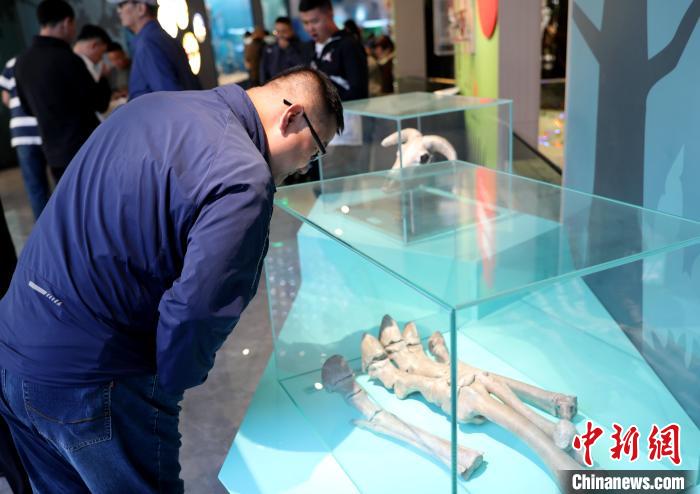 圖為臺商在祁連山國家公園生態(tài)科普館內觀看標本?！⊙Φ?攝