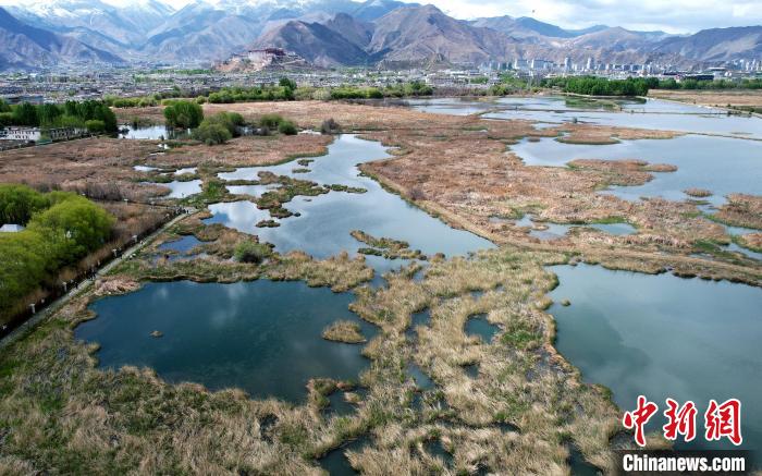 圖為拉薩拉魯濕地。(無人機照片) 李林 攝