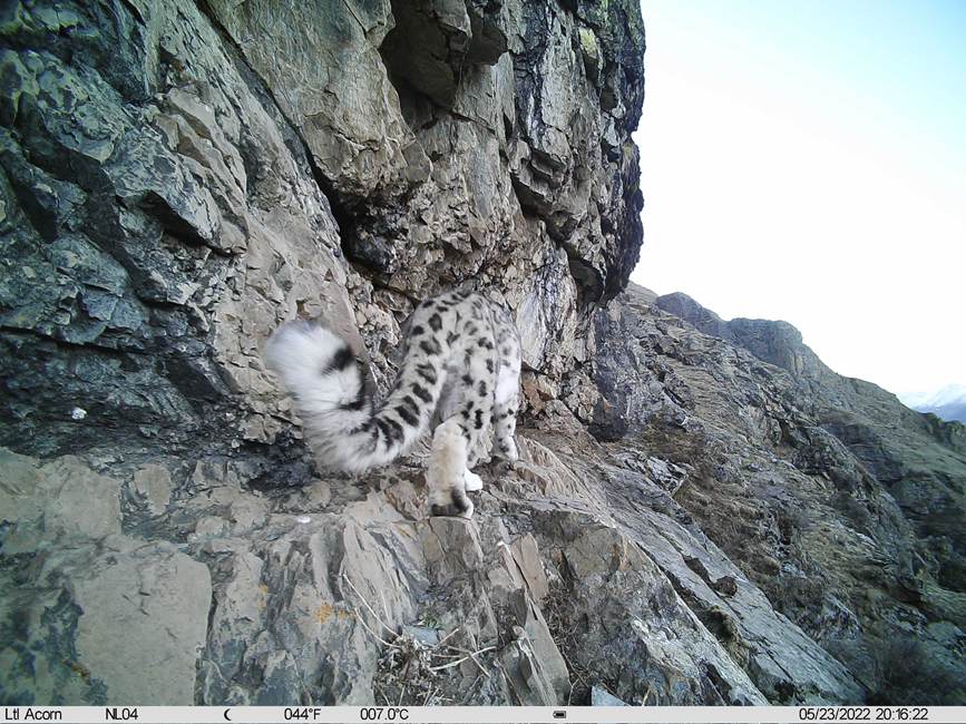 雪豹影像。山水自然保護(hù)中心供圖