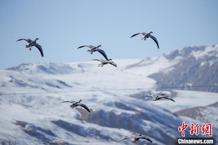 青海玉樹:隆寶灘國(guó)際重要濕地迎來成群越冬候鳥