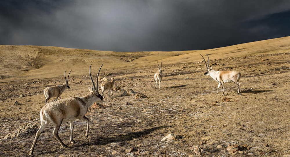 “高原精靈”藏羚羊。尼瑪多吉攝