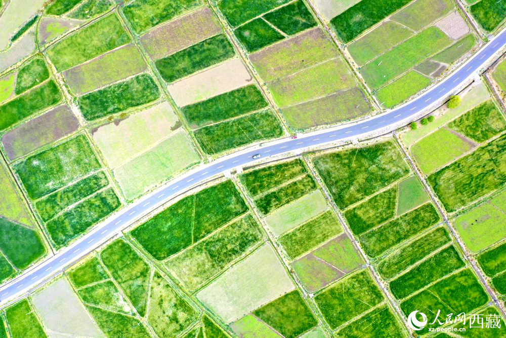 無人機視角下的西藏山南市瓊結(jié)農(nóng)田。人民網(wǎng)記者 次仁羅布攝