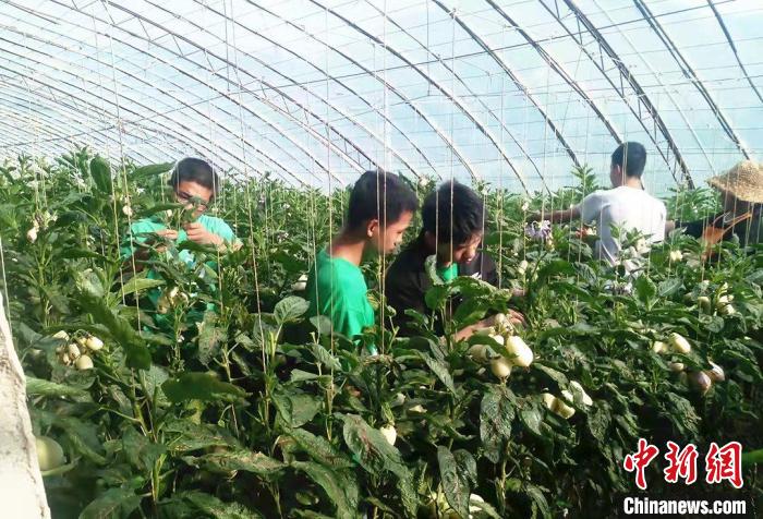 甘肅高校師生聚焦祁連山農(nóng)牧區(qū):“微策略”守護(hù)生態(tài)文化