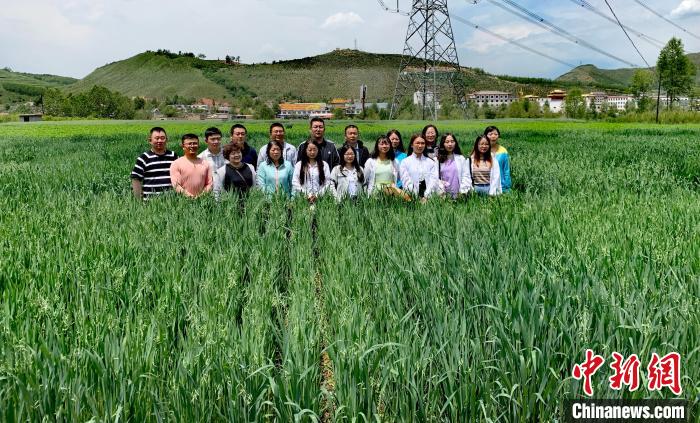 青海：“青燕2號”燕麥、“環(huán)湖”老芒麥等通過國家級審定