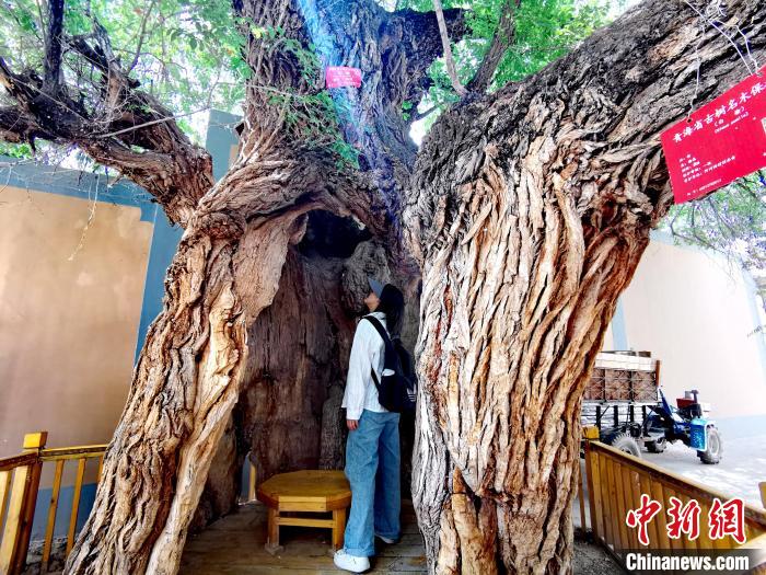 青海海東市阿河灘地質(zhì)文化村：古樹新枝、丹山碧水