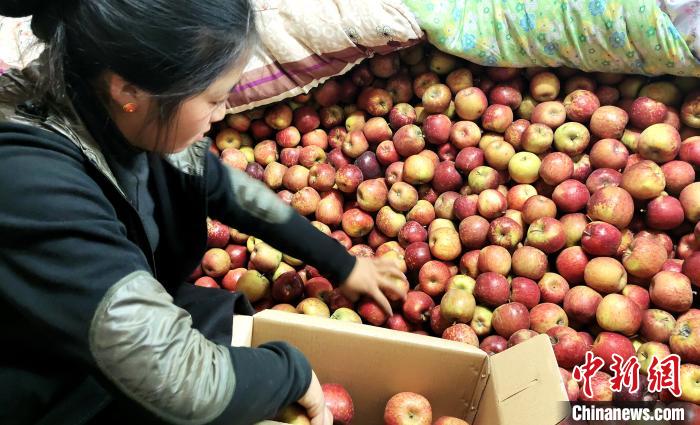 圖為通麥村村民巴桑拉姆精心挑選蘋果進(jìn)行裝箱?！∝暽＠?攝