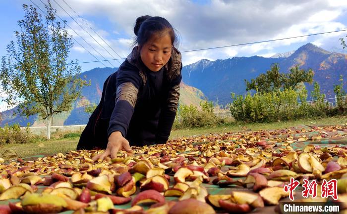 圖為通麥村村民巴桑拉姆晾曬切片蘋果?！∝暽＠?攝