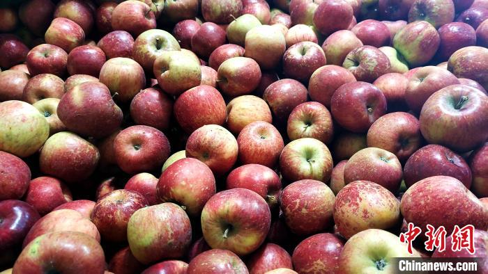 圖為通麥村村民巴桑拉姆家待裝箱的蘋果?！∝暽＠?攝