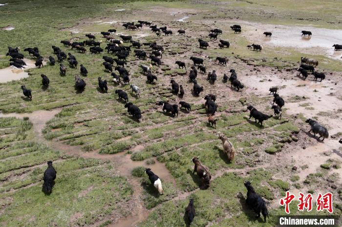 近年來，那曲市班戈縣推行村級(jí)牧業(yè)經(jīng)濟(jì)合作社，牧民們將牛羊及草場(chǎng)作為股份加入合作社，部分牧民開始從事旅游服務(wù)、服裝加工及運(yùn)輸?shù)刃袠I(yè)，收入逐年提高。圖為8月3日，班戈縣的牦牛群在一片草原濕地中覓食(資料圖)。　江飛波 攝