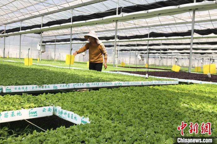 圖為會澤現(xiàn)代化農(nóng)業(yè)產(chǎn)業(yè)扶貧基地內(nèi)，貧困戶成為了產(chǎn)業(yè)工人?！】姵?攝