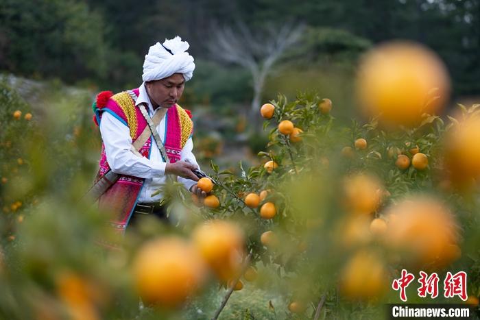 1月29日，京都村村民在柑橘園中采摘柑橘。<a target='_blank' ><p  align=