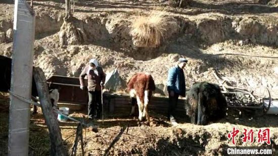 圖為孔繁福夫妻正在收拾牛圈。　李雋　攝