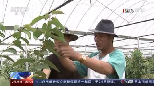 種蘑菇、養(yǎng)駱駝...。。特色產(chǎn)業(yè)助力鄉(xiāng)村振興走新路