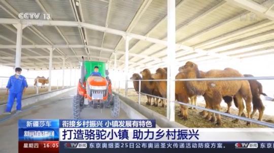 種蘑菇、養(yǎng)駱駝...。。特色產(chǎn)業(yè)助力鄉(xiāng)村振興走新路