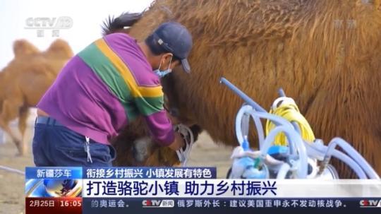 種蘑菇、養(yǎng)駱駝...。。特色產(chǎn)業(yè)助力鄉(xiāng)村振興走新路