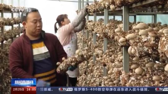 種蘑菇、養(yǎng)駱駝...。。特色產(chǎn)業(yè)助力鄉(xiāng)村振興走新路