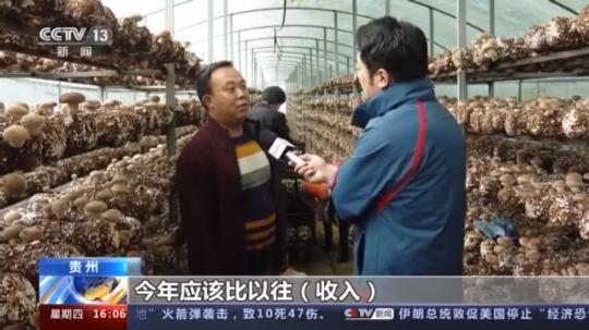 種蘑菇、養(yǎng)駱駝...。。特色產(chǎn)業(yè)助力鄉(xiāng)村振興走新路