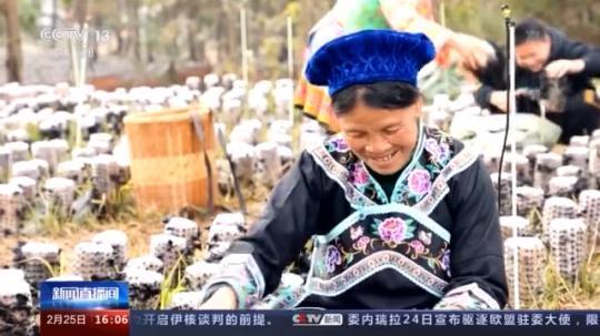 種蘑菇、養(yǎng)駱駝...。。特色產(chǎn)業(yè)助力鄉(xiāng)村振興走新路