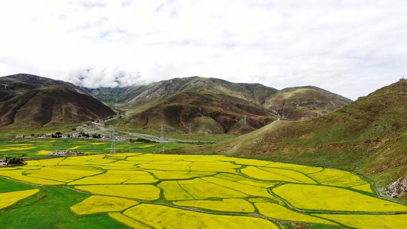 金燦燦的油菜花。洛克攝