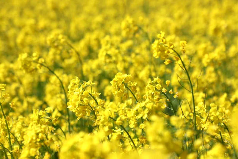 油菜花盛開。洛克攝