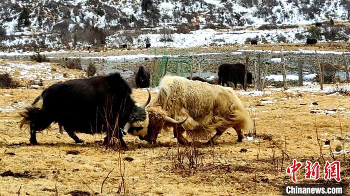 圖為角木那村生態(tài)散養(yǎng)的牦牛正在嬉戲?！“蜕Ｇ?　攝