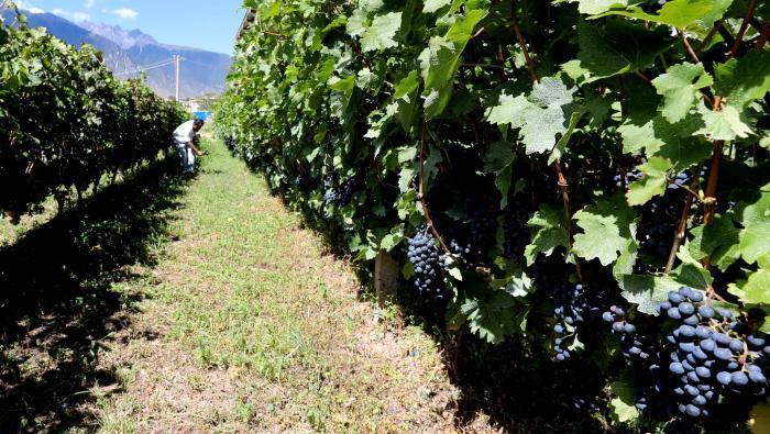 昌都芒康縣依托“兩江流域”干熱河谷地帶地理優(yōu)勢將康巴蜜橘、蘋果、甜石榴、葡萄、蜜桃等經(jīng)濟(jì)林木種植?！〔际忻⒖悼h委宣傳部供圖