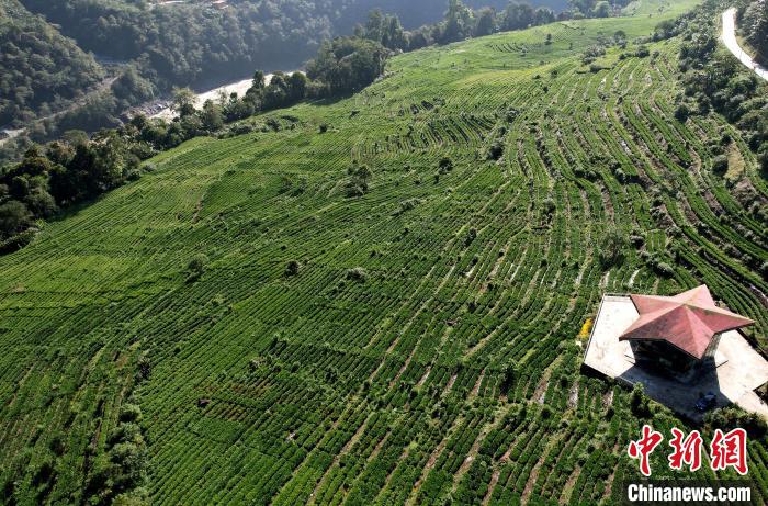 圖為西藏林芝市墨脫縣果果塘大拐彎附近的茶田。(無(wú)人機(jī)照片) 李林 攝