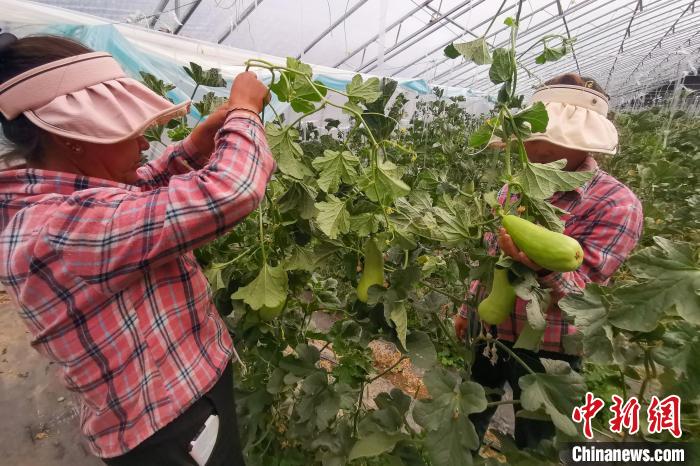 工作人員打理高原溫室大棚?！⒔ㄜ?攝