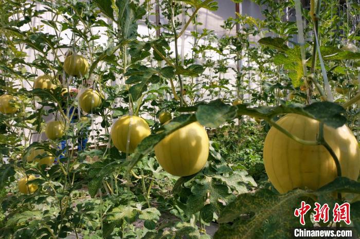 圖為康馬縣大棚內(nèi)的金太陽西瓜?！⒔ㄜ?攝