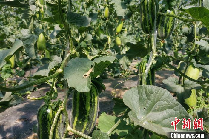 圖為西藏康馬縣大棚內(nèi)的博洋九號甜瓜?！⒔ㄜ?攝