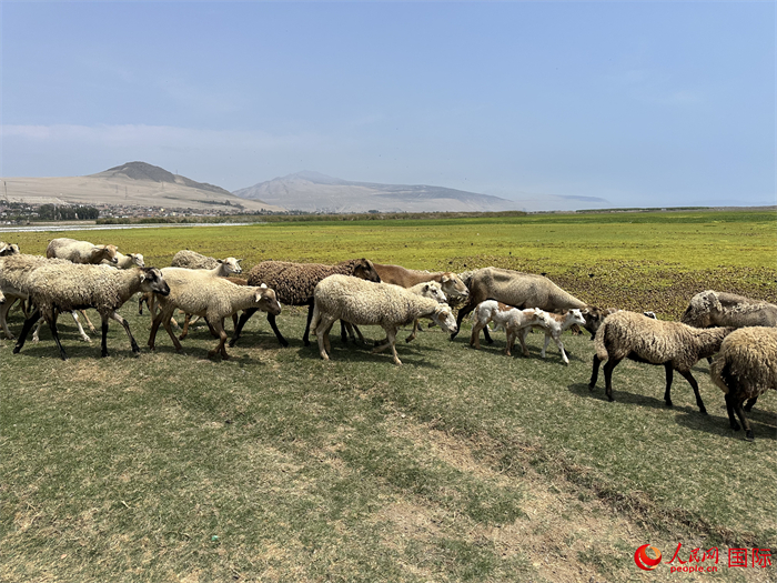 當(dāng)?shù)貢r(shí)間11月15日，羊群在錢(qián)凱港附近的圣羅莎濕地棲息。人民網(wǎng)記者 周雨攝