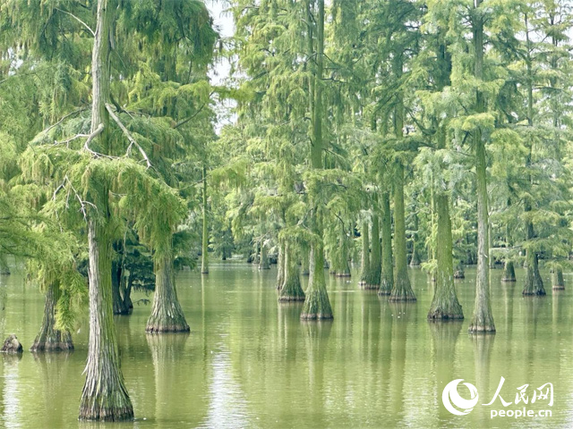 湖北省武漢漲渡湖濕地，池杉“破水而出”。人民網(wǎng)記者 張沛攝