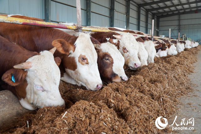 在思博農(nóng)業(yè)科技有限公司內(nèi)，肉牛正在吃秸稈轉(zhuǎn)化的飼料。人民網(wǎng)記者 陳若天攝