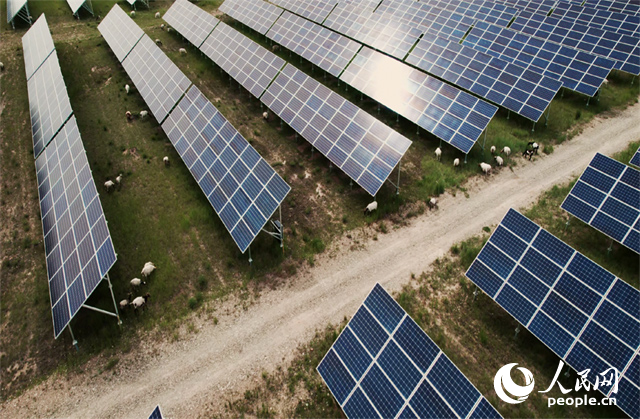 羊群在青海省海南州共和縣塔拉灘的光伏園區(qū)內(nèi)吃草。人民網(wǎng)記者 馬天翼攝