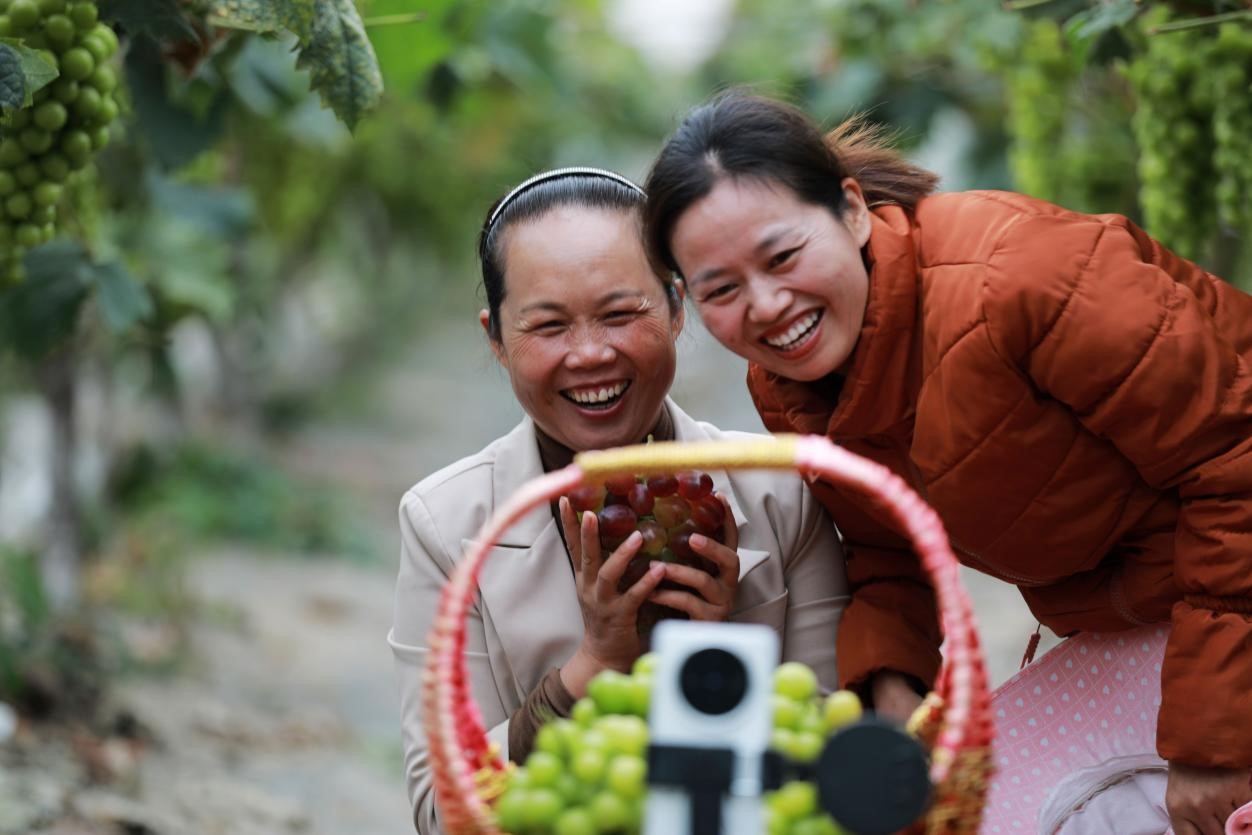 2024年10月6日，果農(nóng)在貴州省黔西市金碧鎮(zhèn)新蘭村葡萄園里進行直播銷售。來源：人民圖片