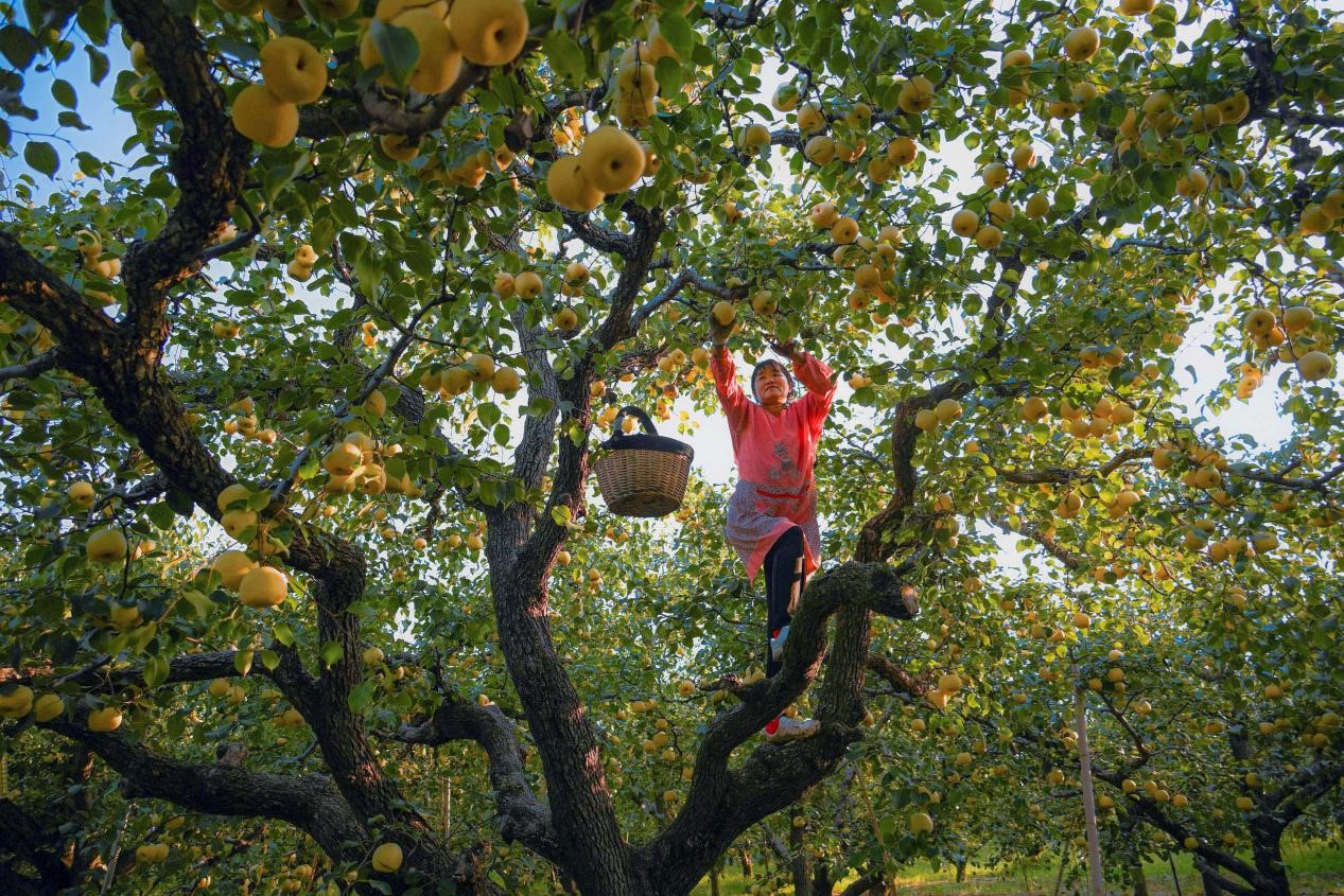 2024年10月4日，安徽省宿州市碭山縣程莊鎮(zhèn)衡樓村百年老梨園里，梨農(nóng)在忙著采摘酥梨。來源:人民圖片