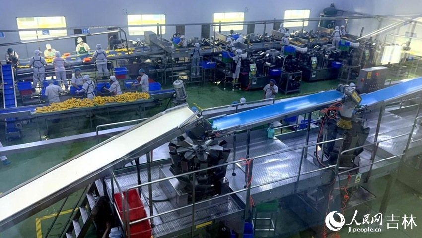 吉林省農(nóng)嫂食品有限公司生產(chǎn)車間內(nèi)一片火熱。人民網(wǎng)記者 王海躍攝
