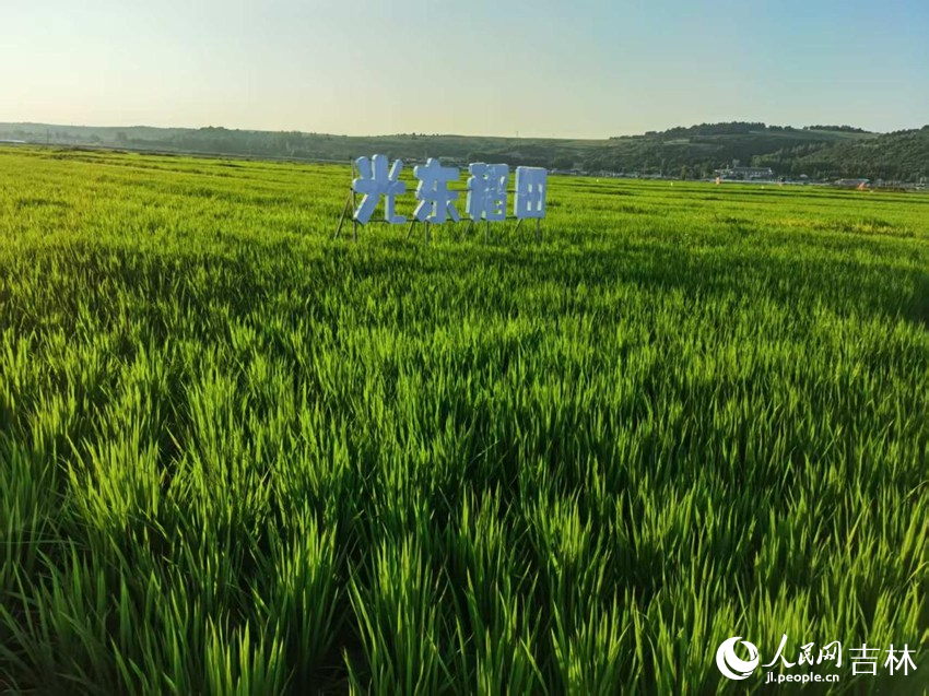 光東村稻田風(fēng)景美如畫（資料圖片）。人民網(wǎng)記者 王海躍攝