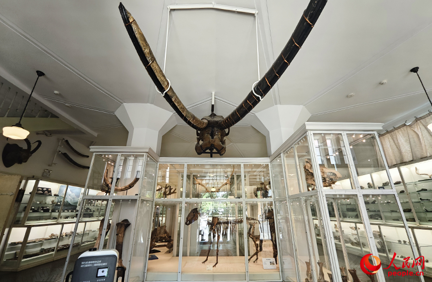 北疆博物院古生物陳列室內(nèi)的化石標本。人民網(wǎng)記者 孫一凡攝