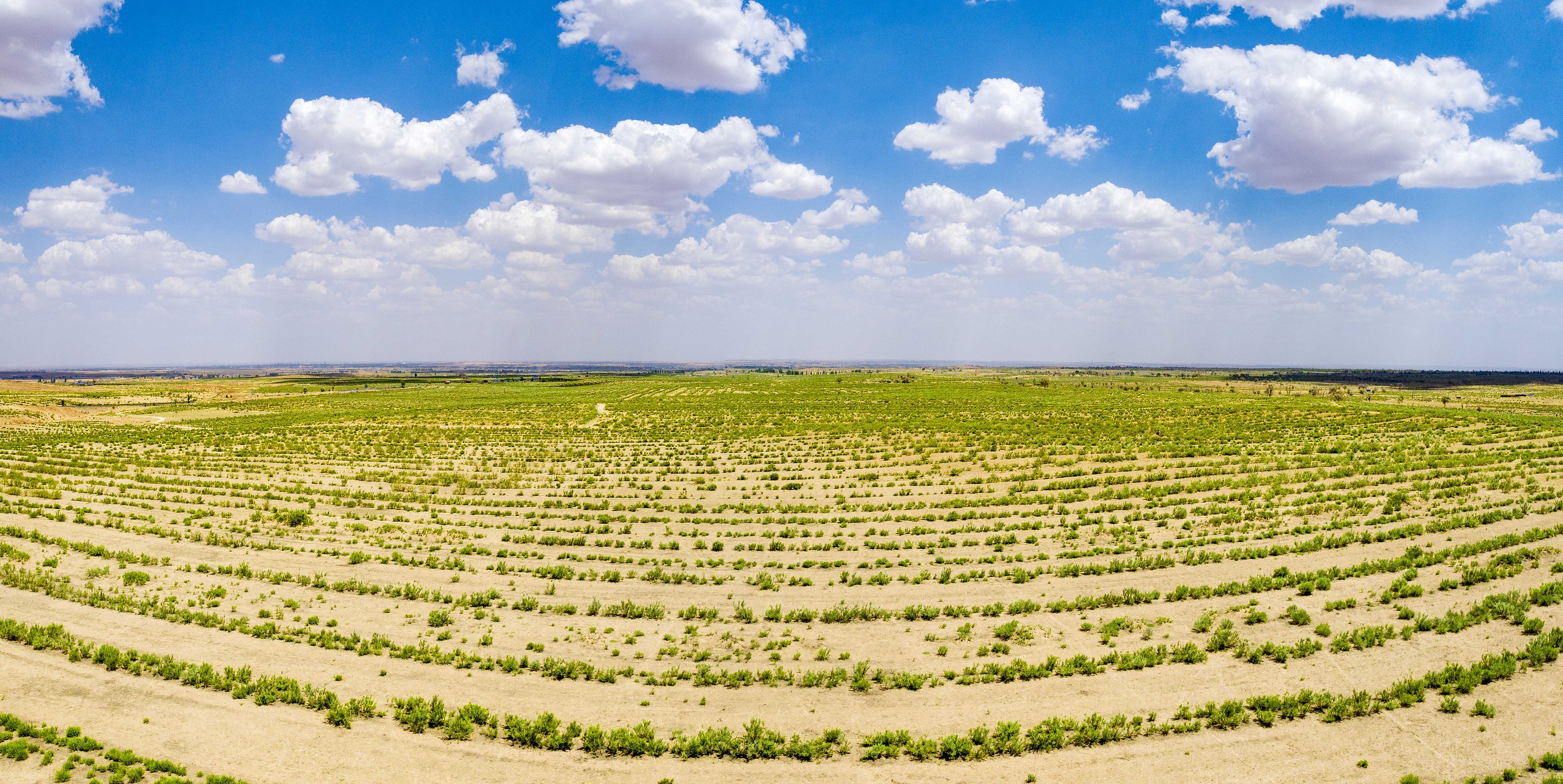 2023年6月7日，內(nèi)蒙古鄂爾多斯，毛烏素沙漠。