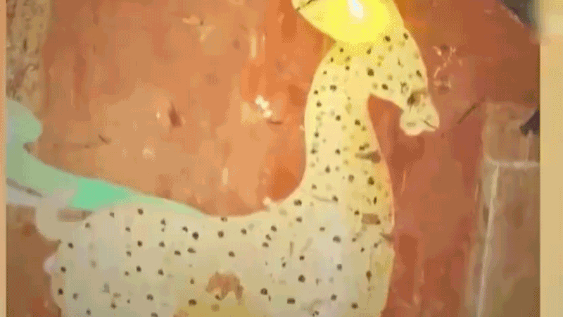 在全新技術(shù)支持下，敦煌莫高窟實(shí)現(xiàn)了窟內(nèi)文物窟外看的新體驗(yàn)。