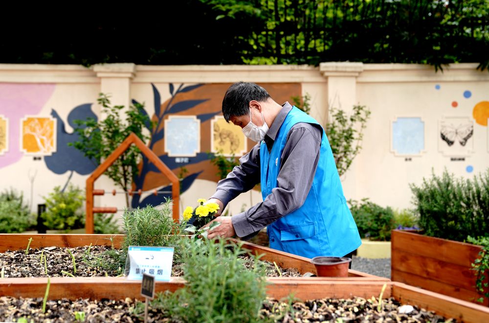 上海市長(zhǎng)寧區(qū)虹旭小區(qū)居民在整理改造社區(qū)花園。居民們把堆肥箱里發(fā)酵出來(lái)的“綠色材料”和土壤拌在一起鋪在種植箱中（2020年4月22日攝）。新華社記者 張建松 攝