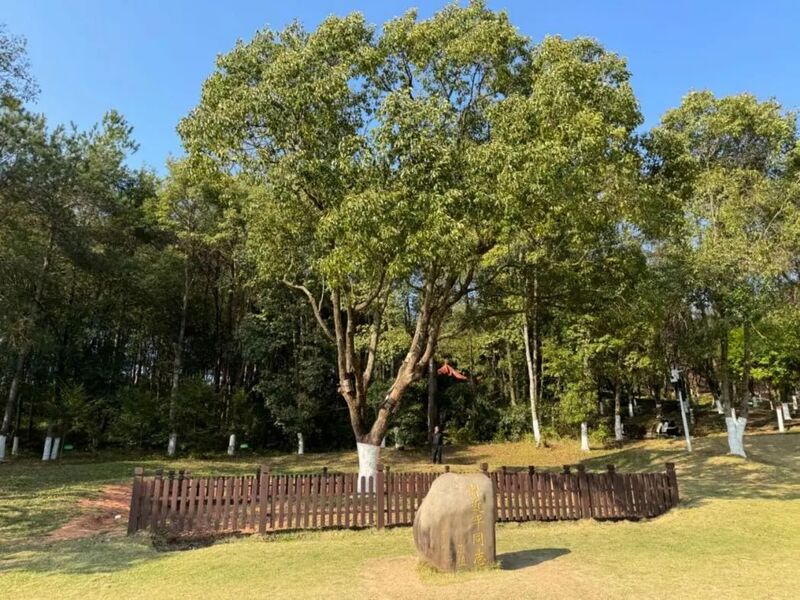 習(xí)近平同志為福建省長(zhǎng)汀縣水土保持科教園捐種的香樟樹。圖源：學(xué)習(xí)時(shí)報(bào)