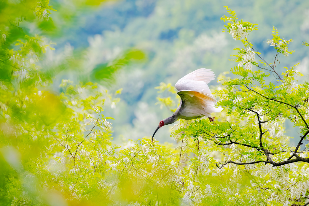 2024年5月2日，一只秦嶺以北野放朱鹮在陜西省銅川市耀州區(qū)沮河上游洋槐林中飛翔。
