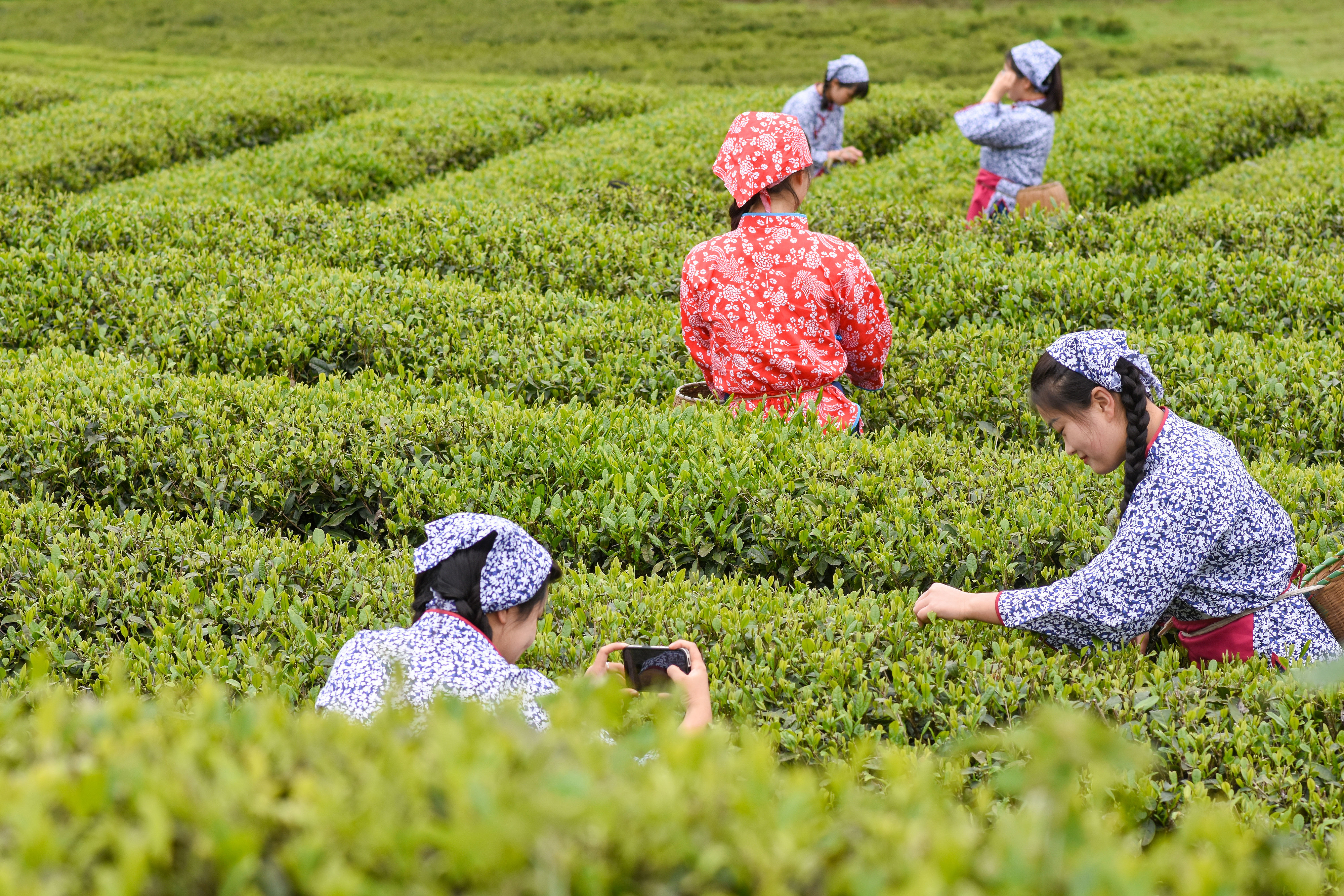 2023年4月6日，游客在貴州省銅仁市江口縣怒溪鎮(zhèn)駱象村生態(tài)茶園體驗(yàn)采茶樂(lè)趣。