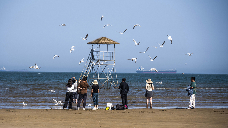 2024年5月12日，河北秦皇島，北戴河鴿子窩公園成群海鷗在天空中自由翱翔，與大海、藍天構成了一幅美麗的畫卷。