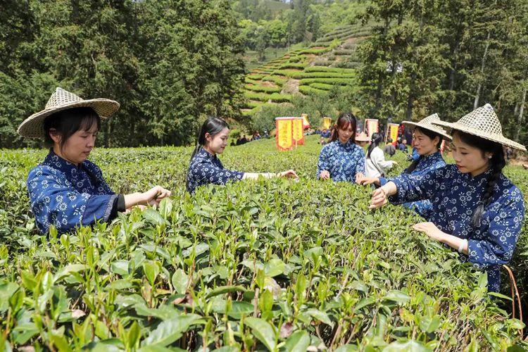 2025年4月13日，福建武夷山市星村鎮(zhèn)朝陽(yáng)村茶農(nóng)在生態(tài)茶園展示采茶。新華社發(fā)（邱汝泉 攝）